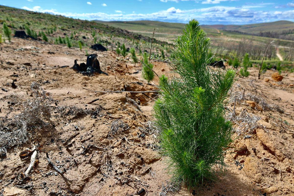 freshly planted tree plantation